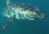 Watch White Shark Video